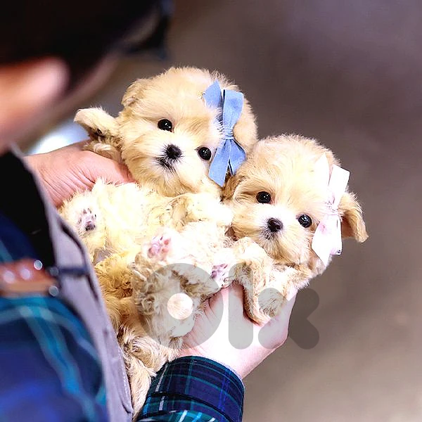 Tiny Maltipoo – Big Love in a Small Package! كلب مالتيبو