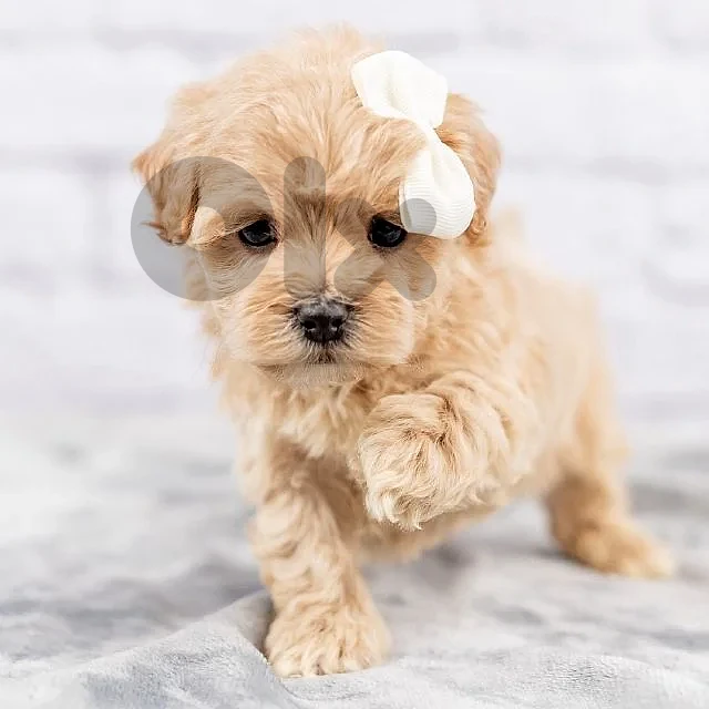 The Cutest Maltipoo Puppy is Waiting for You! كلب مالتيبو