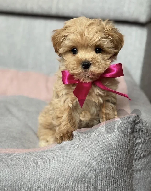 🐶 Fall in Love with Our Beautiful Maltipoo Puppy! جرو مالتيبو