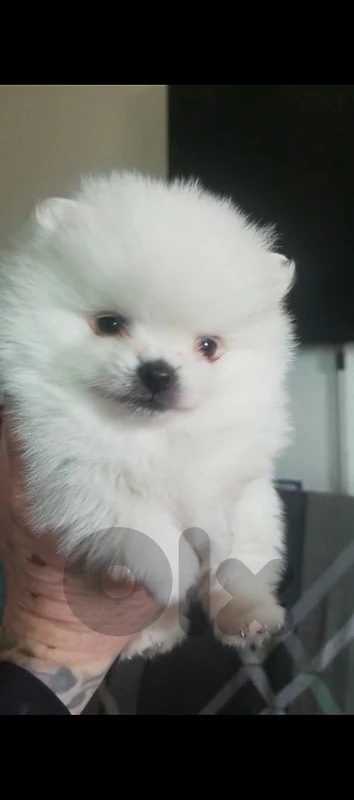 Pomeranian male and female full white