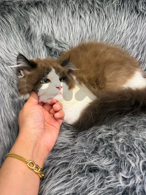 Ragdoll Cat