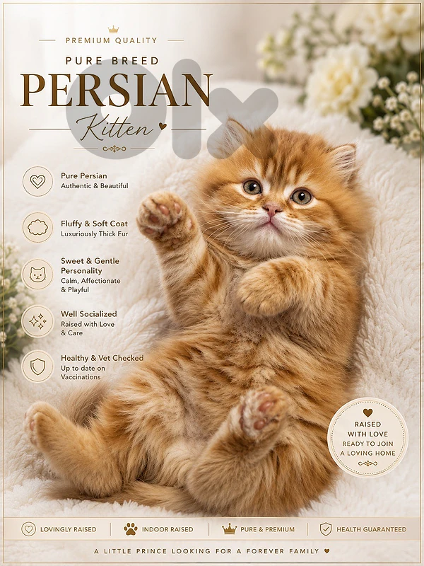 orange persian male