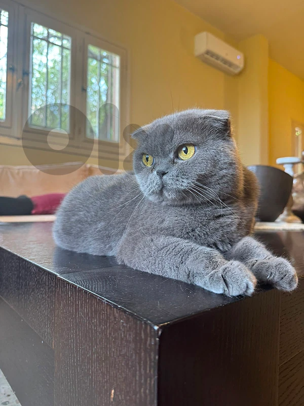 Scottish fold cat