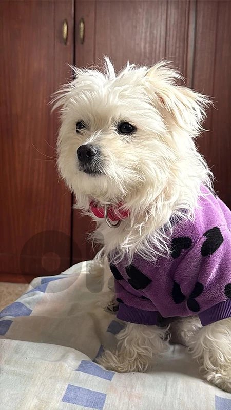 female maltipoo