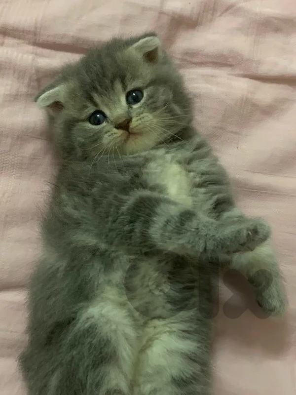 Scottish Fold Longhair