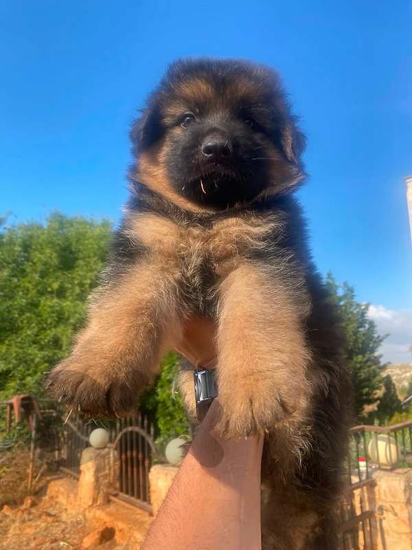 male and female german shepherd