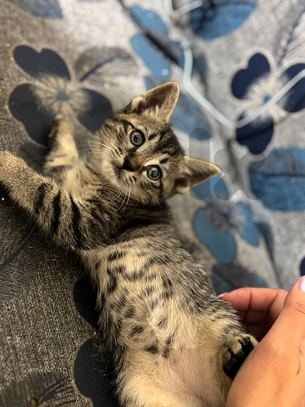 Kitten For Adoption