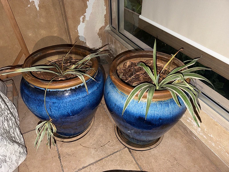 2 plant pots