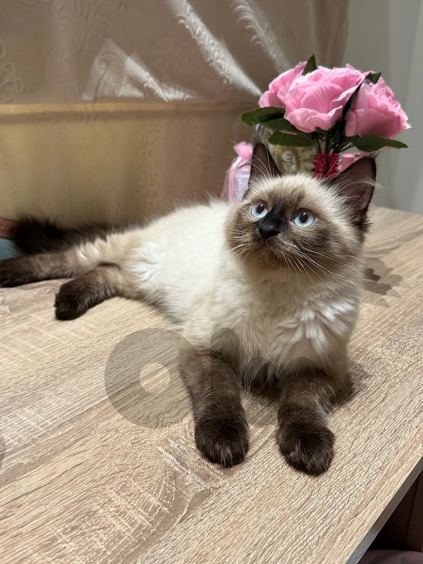 Himalayan Kitten 100$