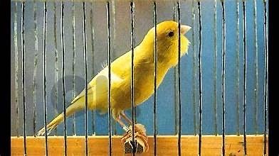 malinois canary (1)
