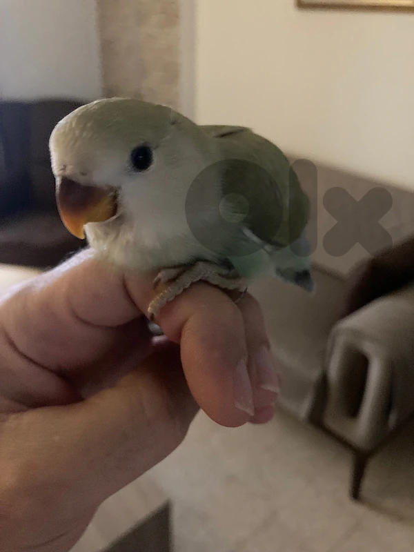 روز مروض لون مميز