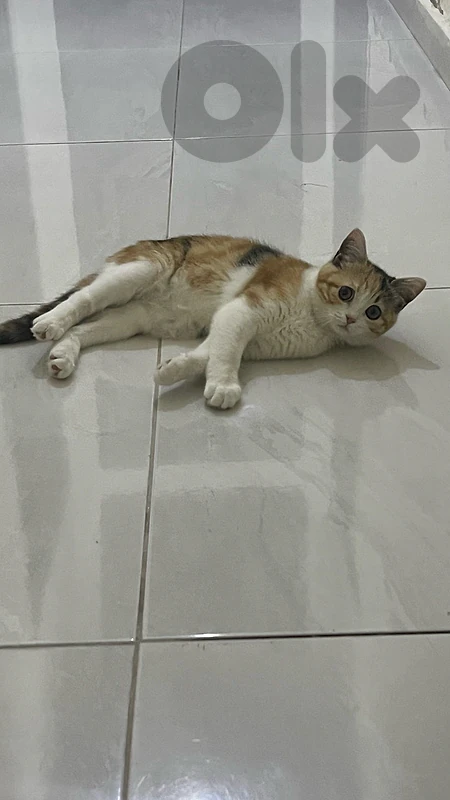 Kitten for adoption