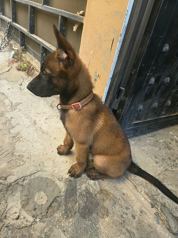 belgian malinois puppy