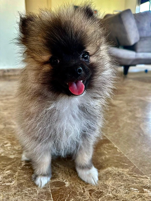 pomeranian