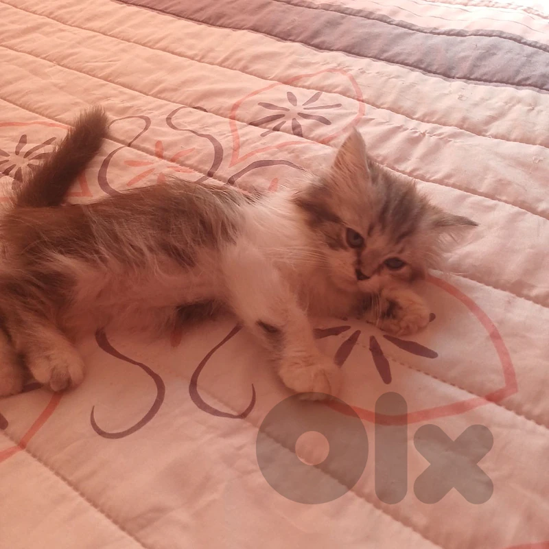 persian