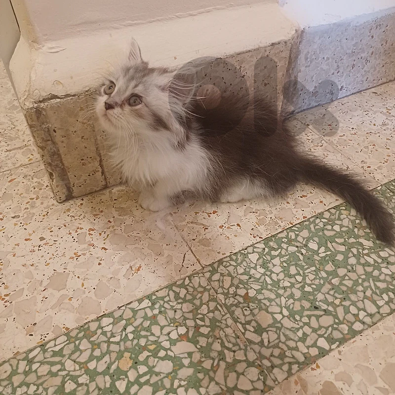 persian