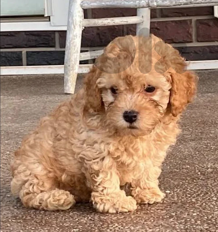 poodle