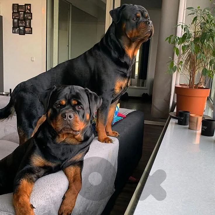 rottweiler king size
