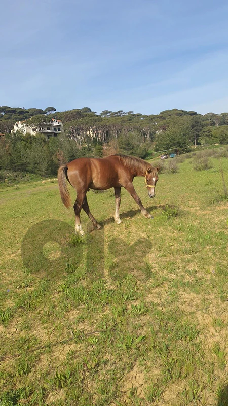 horse