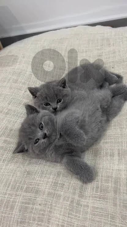 British kitten for sale