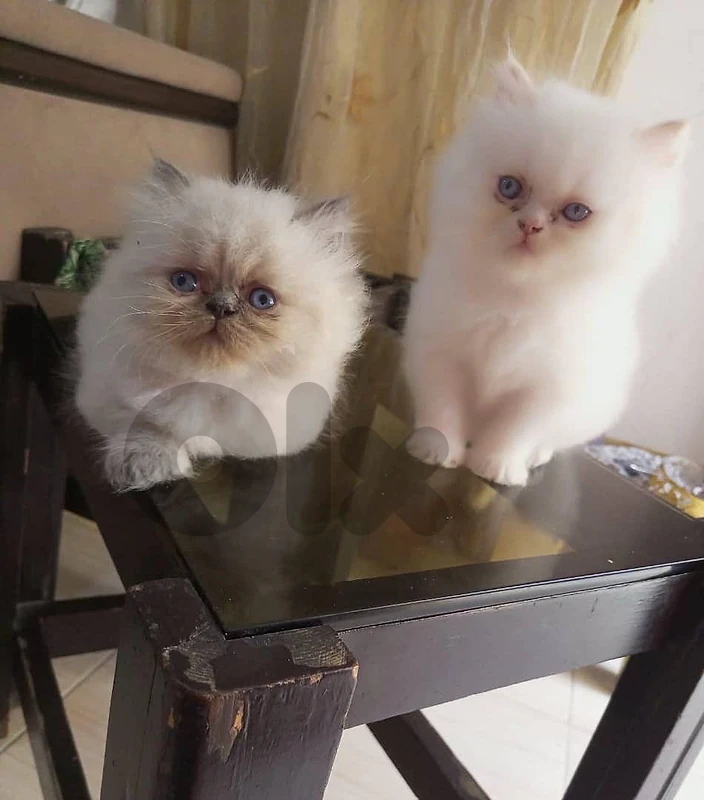 males and females cats