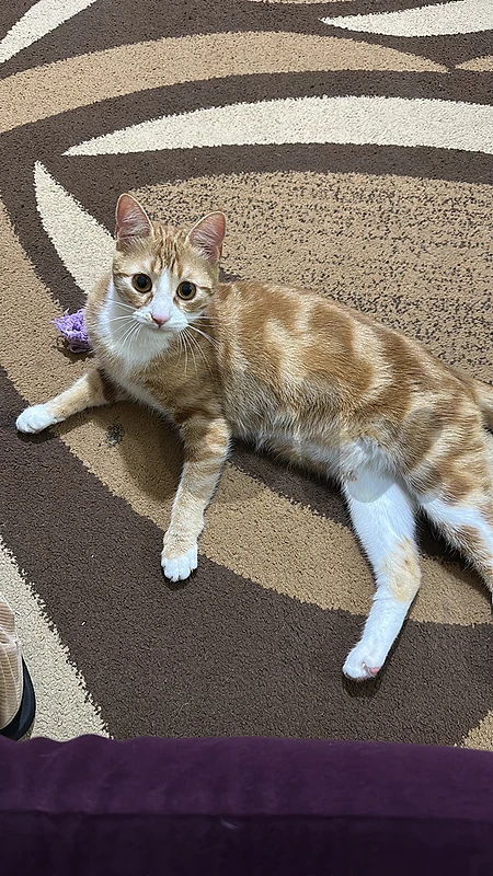 for adoption