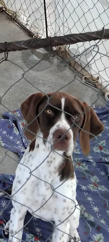 female pointer for sale