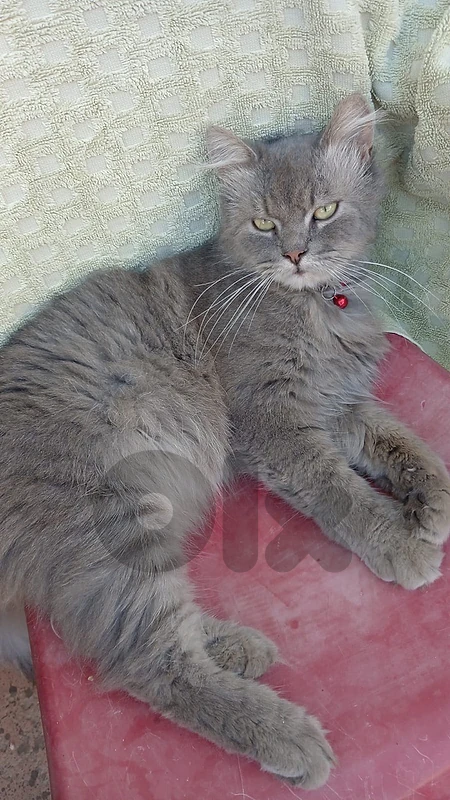 Cute cat for adoption