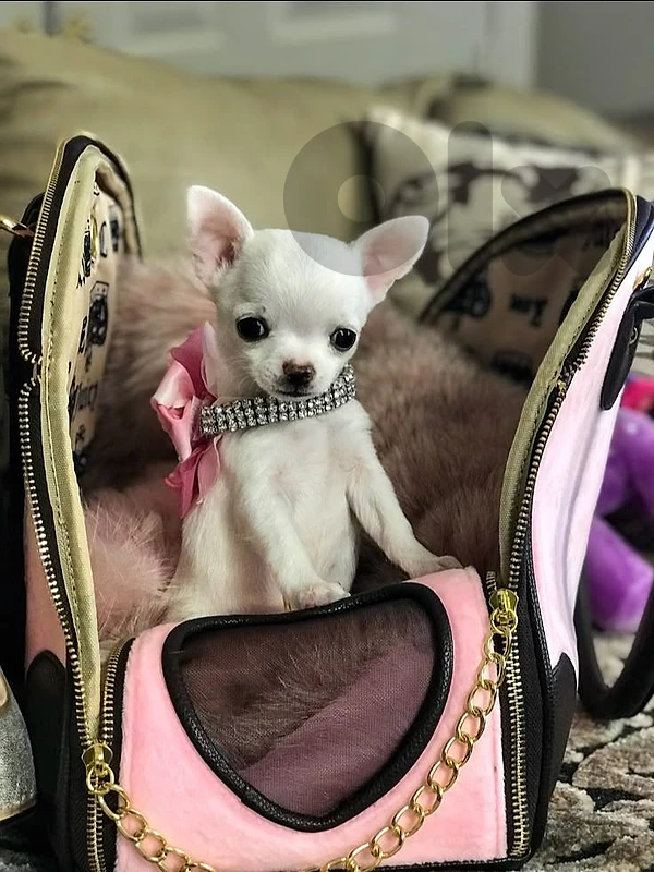 White Chihuahua Puppies Available/ dog كلاب
