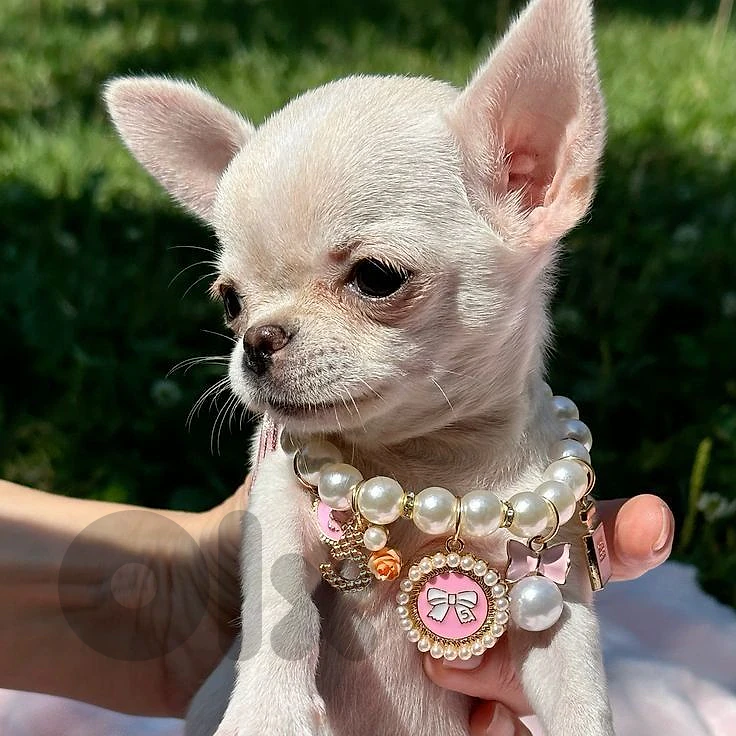 Available Chihuahua Puppies in Store & delivery كلاب