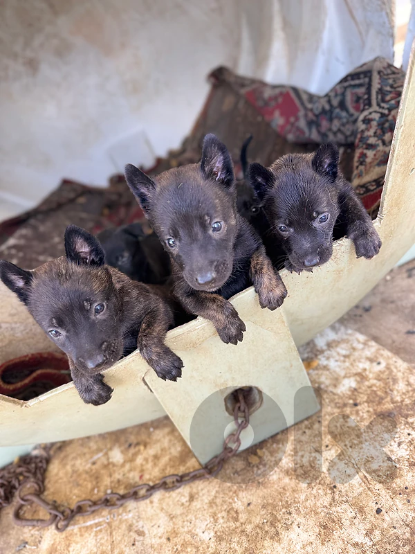 Malinois Dutch Shepherd