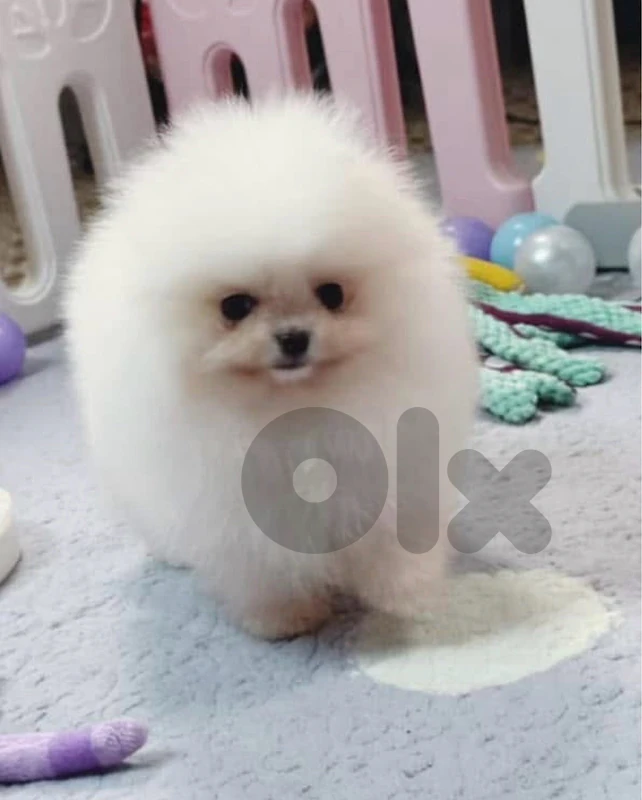 pomeranian high quality