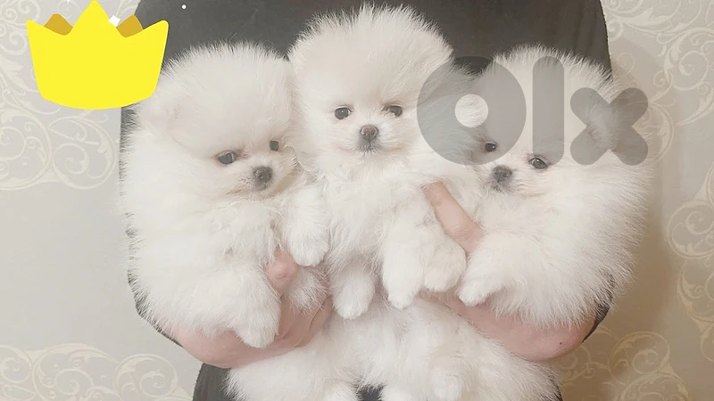 pomeranian high quality