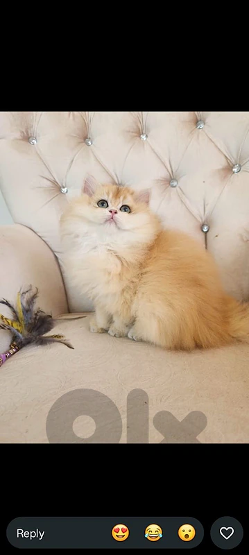 long hair golden chanshilla ny 12 female