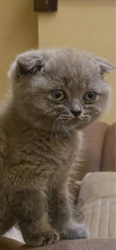 طرابلس ابي سمراء