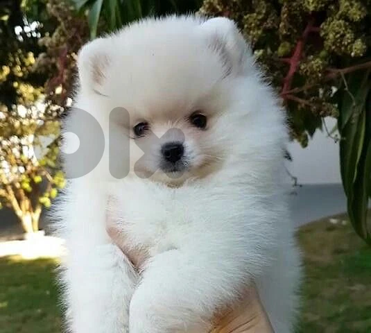 Pomeranian Spitz male and female vaccine 70993656