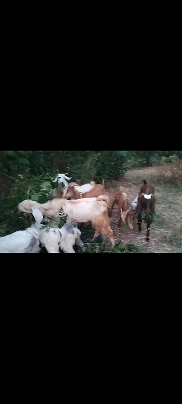 رشهين