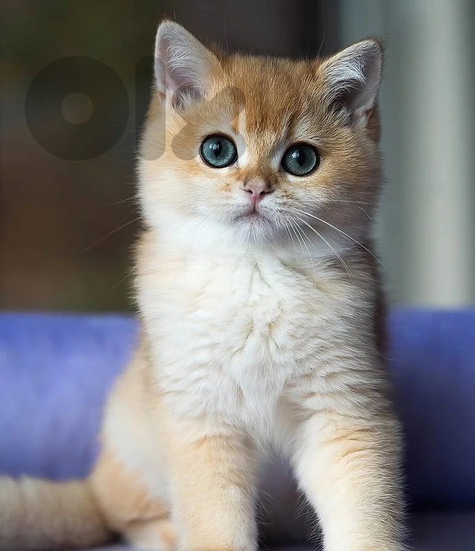 golden chinchella