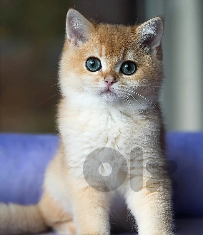 golden chinchella