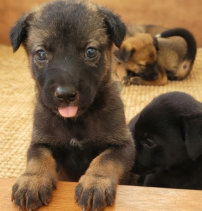 German Malinois Shepherd Puppy