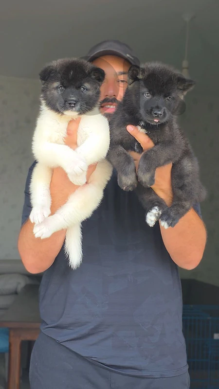 american akita