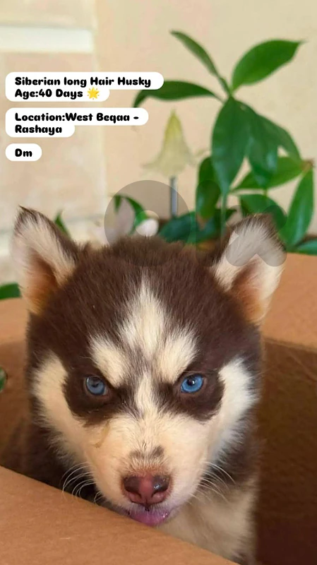 puppy  Siberian Husky blue eyes red and white