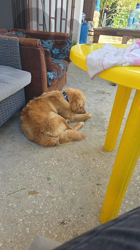 golden retriever