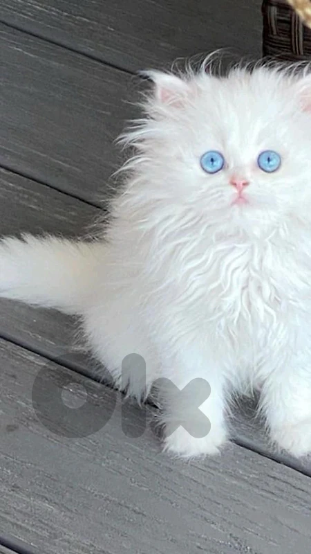 persian white doll face