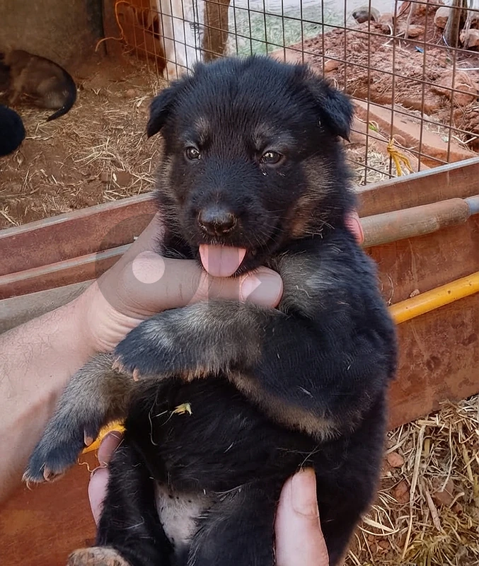 German Malinois Shepherd Puppy