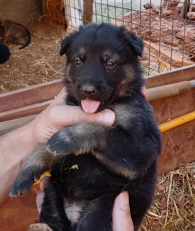 German Malinois Shepherd Puppy