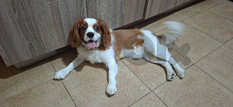 cavalier king charles