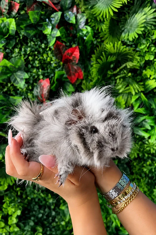 Guinea pig