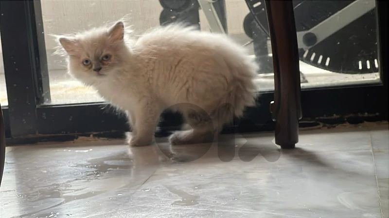female kitten scottish for sale
