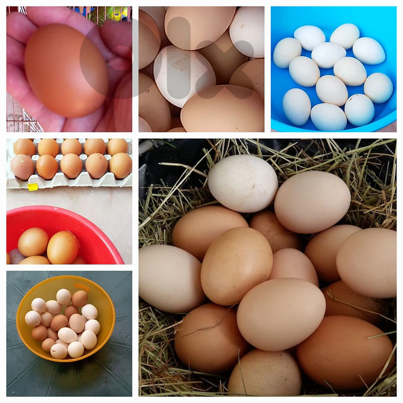 للبيع بيض دجاج bio للاكل